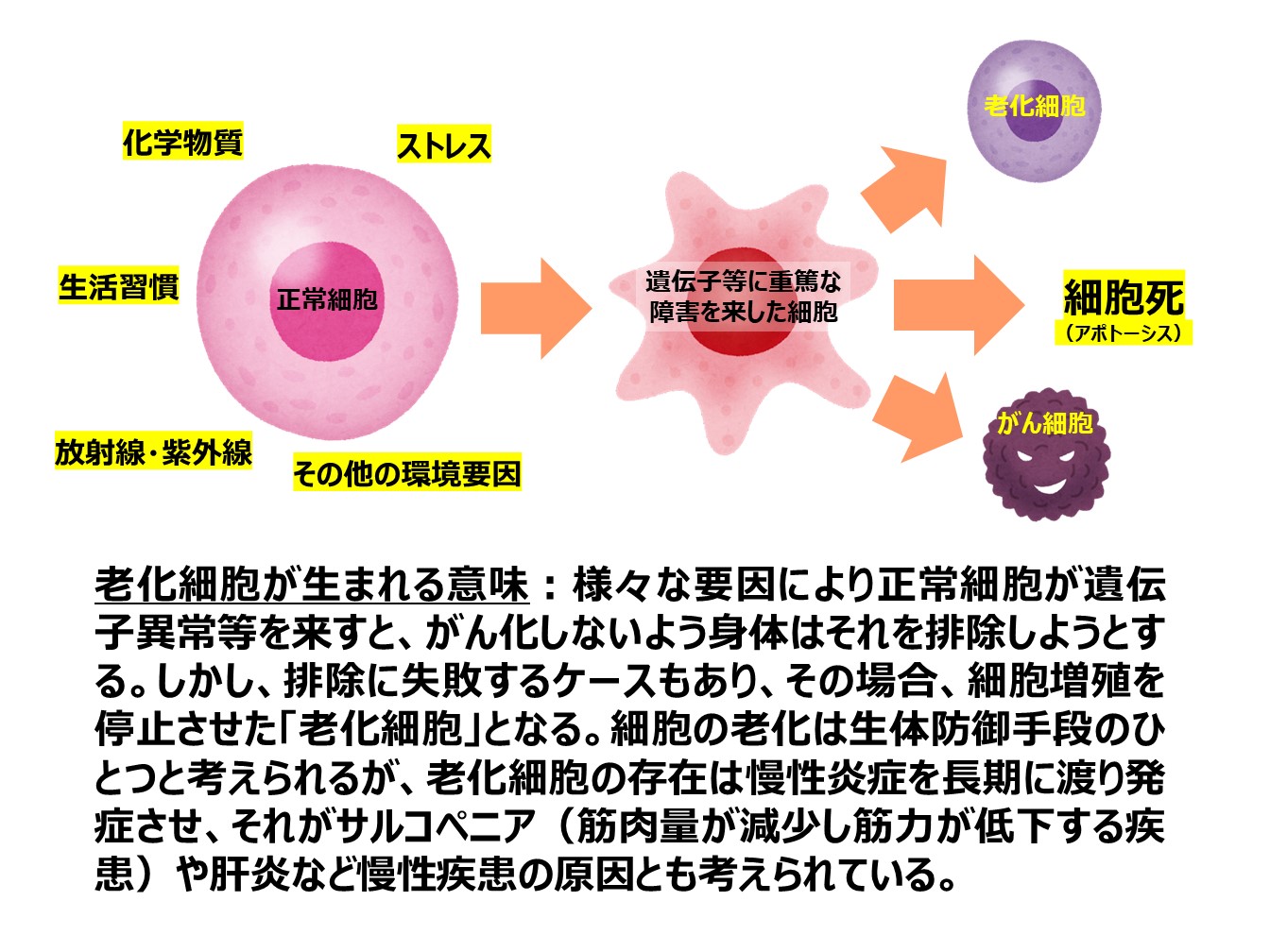 看民工学コラム⑩　老化が進みにくい身体を作るための研究